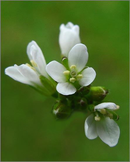 sm 347 Bitter Cress.jpg - Bitter Cress (Cardamine oligosperma): A native which likes damp places.  This one was blooming earlier than usual.